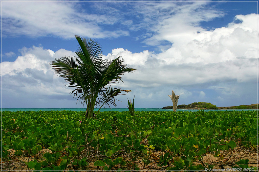 Trio Vertical à Grande Anse Macabou en Martinique / Vertic… Flickr