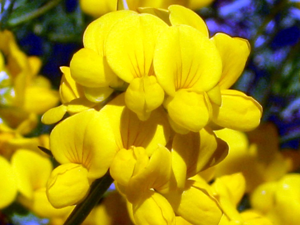 flower Thompson Canyon, Colusa County, California Uncle KickKick