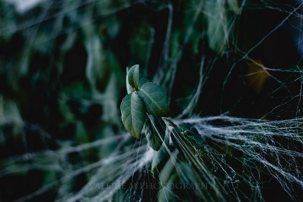 webokeh! HBWH. Valerie Mohr Photography Flickr