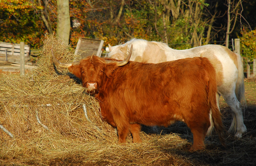All You Can Eat Hay Bar DSC_2868_c_e A Scottish Cow dines … Flickr