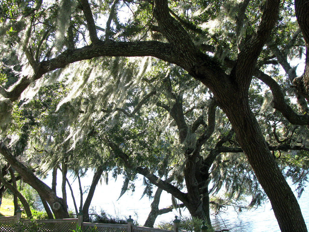 Charleston SC Lake Francis Drive, James Island Rob Corder Flickr