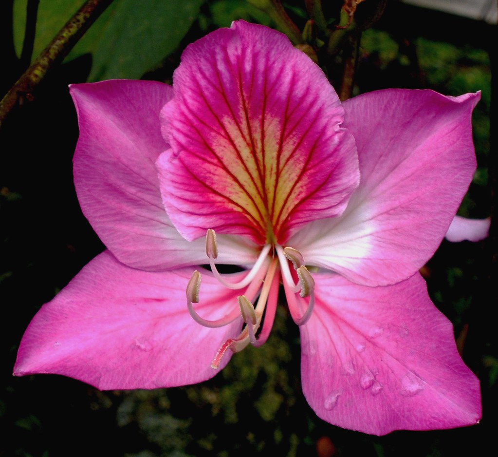 flor de "casco de vaca" / flower of bullhoof tree a photo on Flickriver