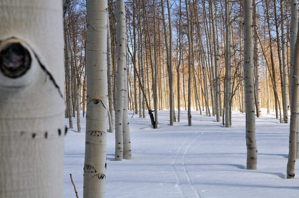Fairview Canyon Cross Country Skiing April 19 2008 Flickr