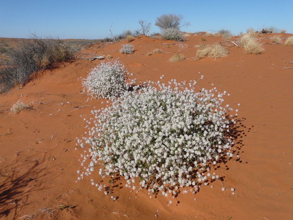 Simpson Desert flora please help me identify this plant Paul