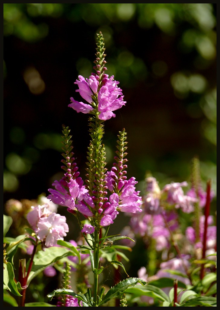 The flower next door Kirsten Lentoft Flickr