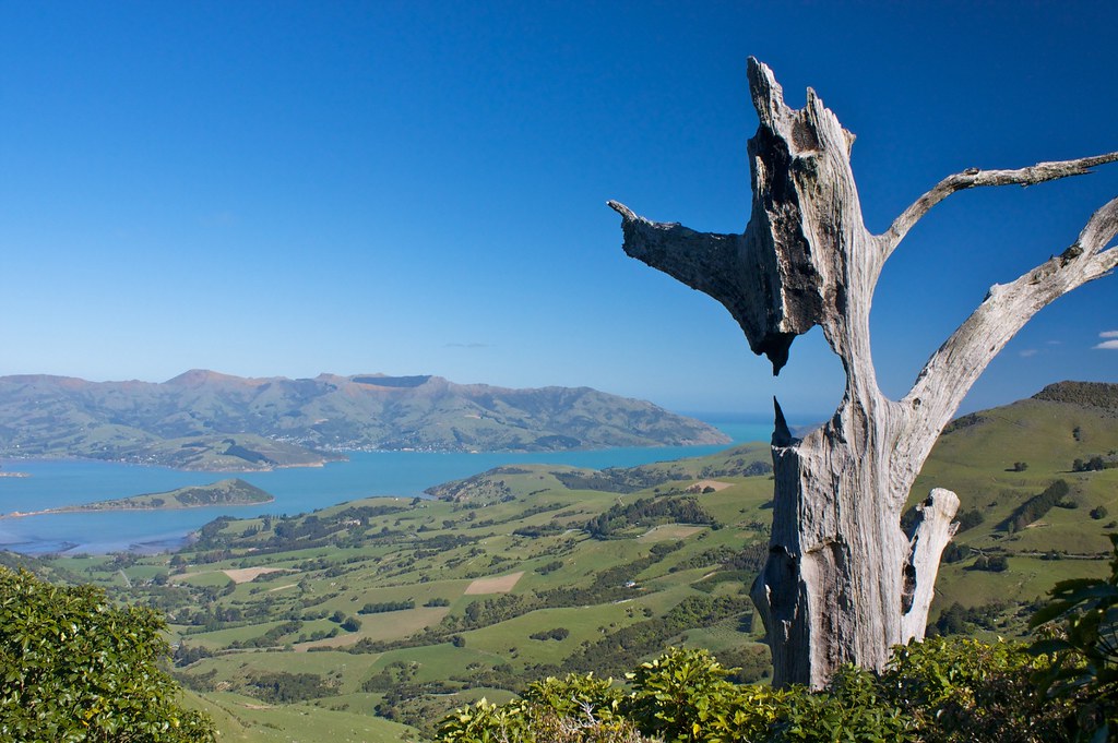 The most photographed tree (on this track) David Bakker Flickr