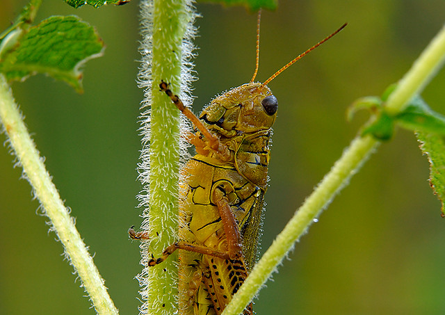 Grass Hopper [Beginning of Shooting Data Section] Nikon D… Flickr