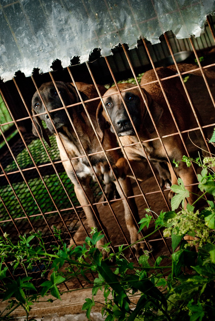 dogs in cage Dog farm outside Daegu Mark Zastrow Flickr
