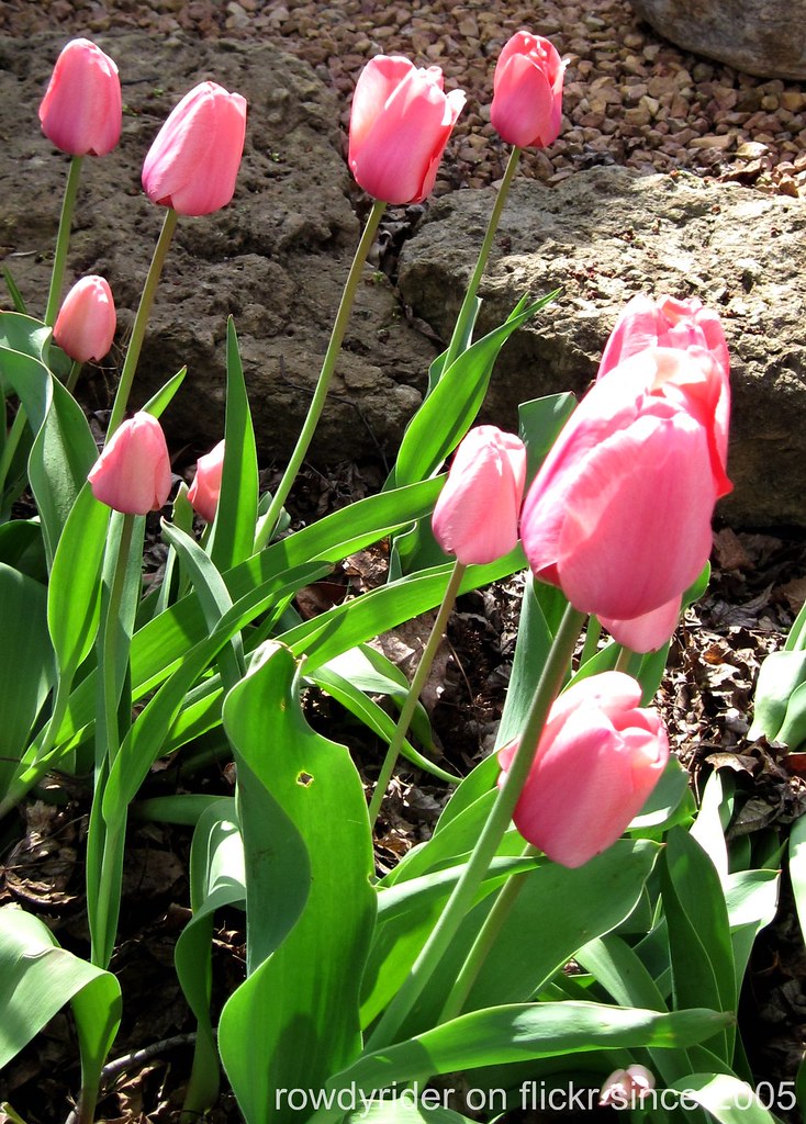 2010 April flowers 010 Peggy Flickr