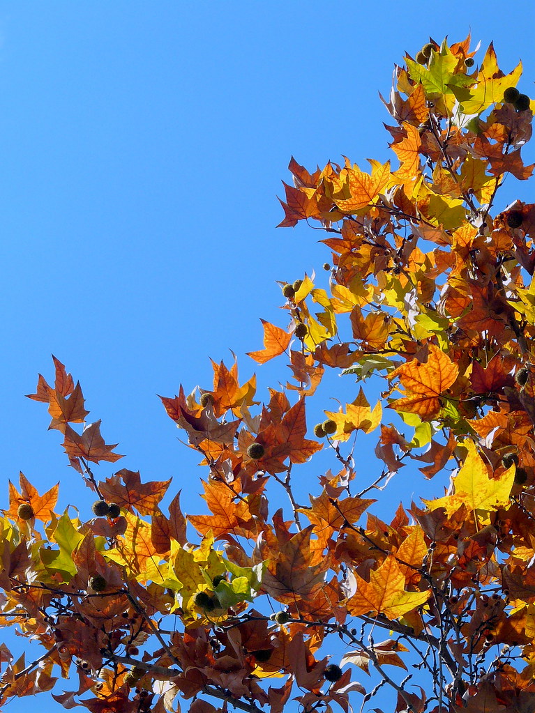 Estampado otoñal ♪♫No hay problema♪♫, de Pink Martini. Salomé