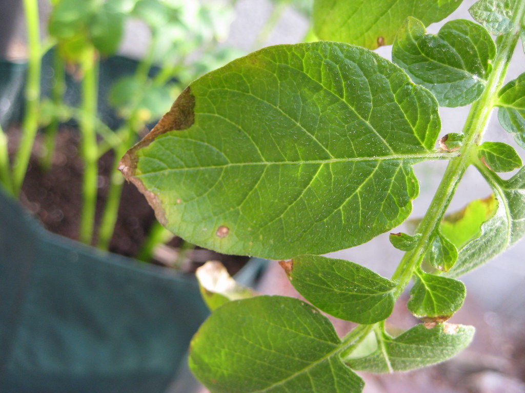 potato leaf with brown edge GreenFrieda Flickr