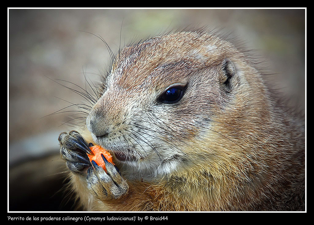 Prairie dog Perrito de las praderas colinegro (Cynomys