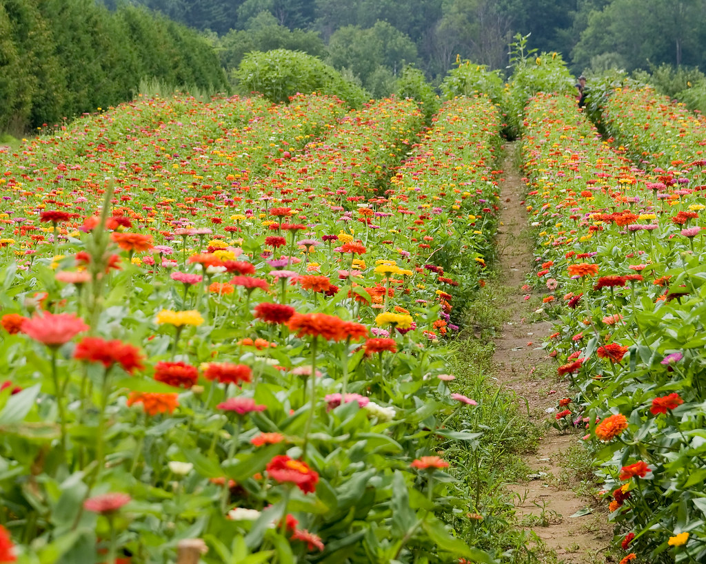 Parlee Farm Flowers The "pick your own" flower field at Pa… Flickr