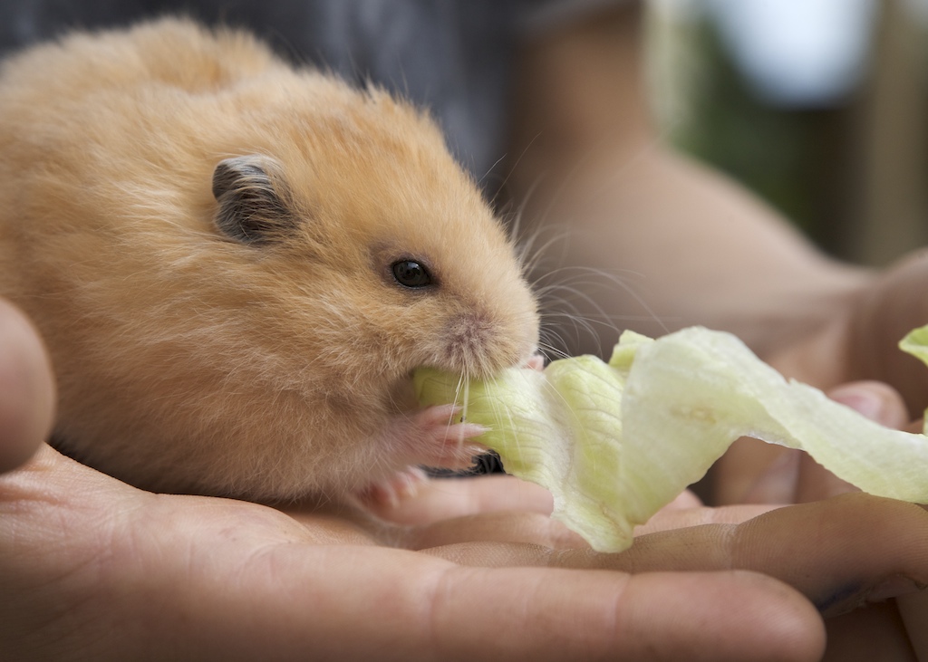 Eating golden hamster The golden hamster is eating salat s… Flickr