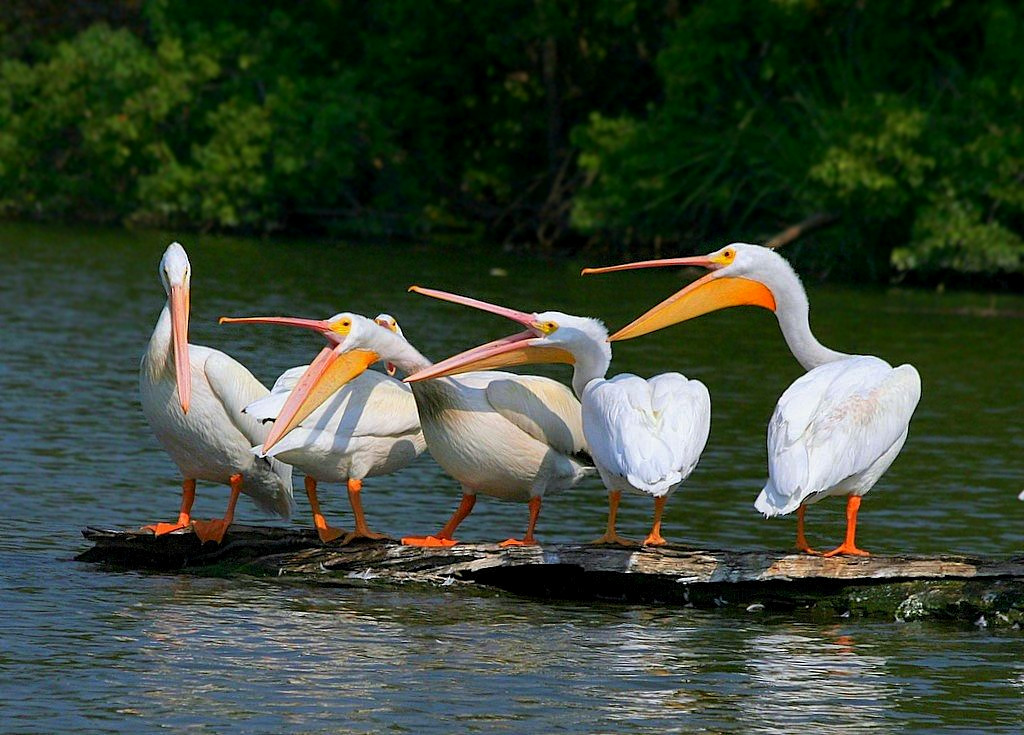 White Pelicans 01 White Pelicans at White Rock Lake in Dal… Flickr