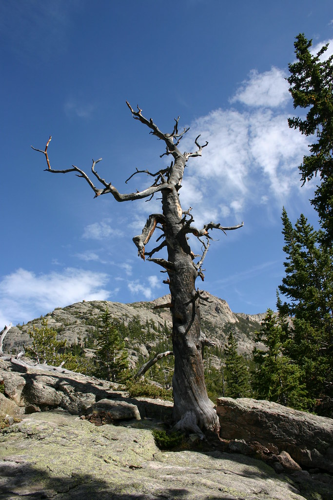 Dead Tree Rocky Mountain National Forest, Near Bolder, CA prioret
