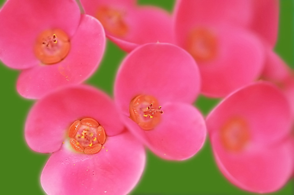 Kissmequick naruo0720 Flickr