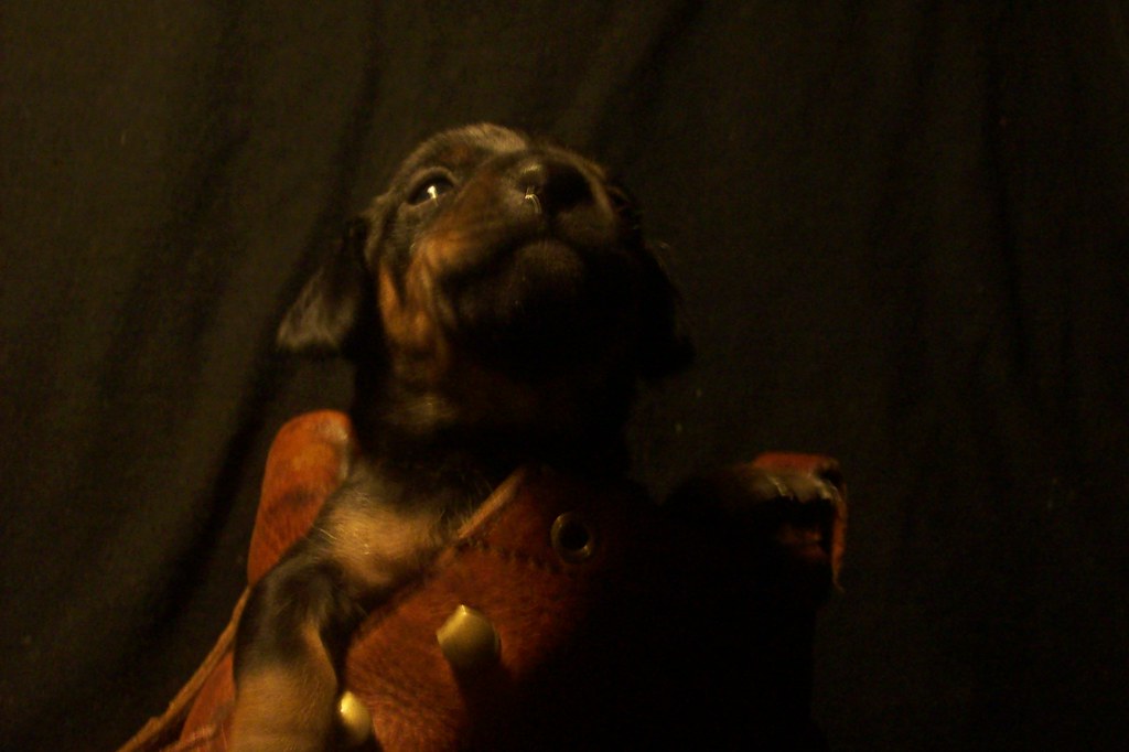 toy rat doxie puppy in a boot blueeyed_texasangel10 Flickr