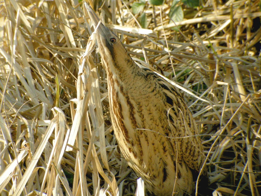 Bittern, Beeston Common (Norfolk), 16Feb08 More of the s… Dave