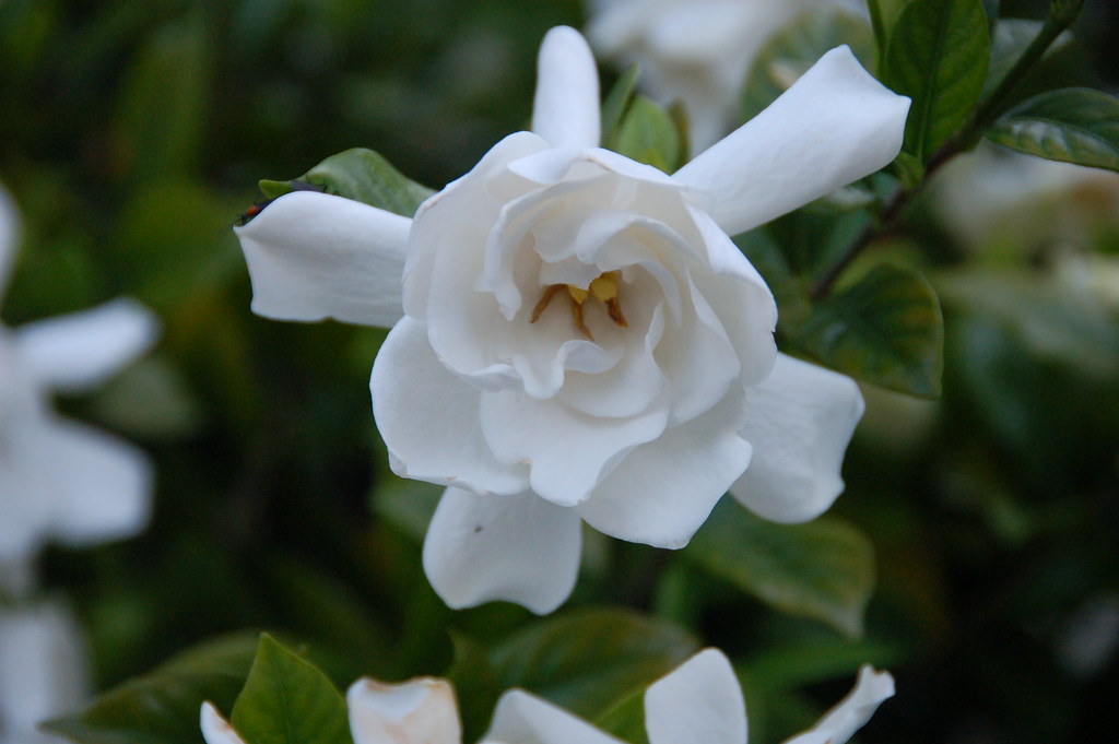 Louisiana gardenias smell the best something.from.nancy Flickr