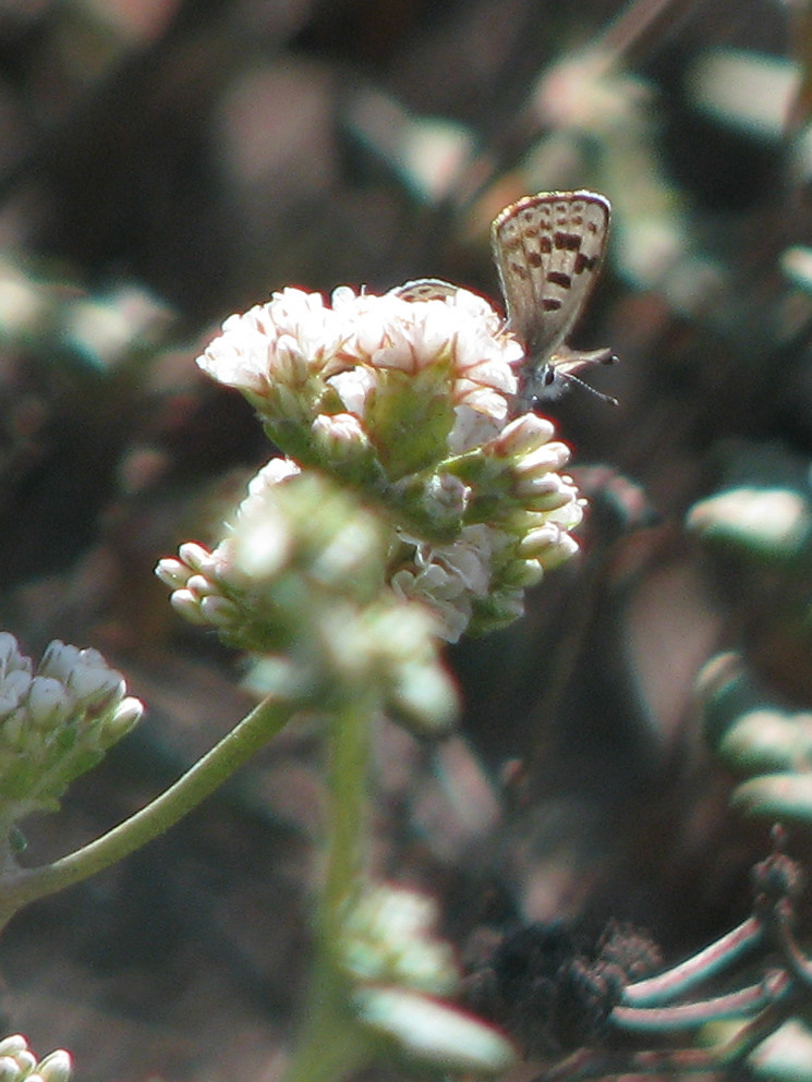 El Segundo Blue Butterfly, Euphilotes battoides allyni Flickr