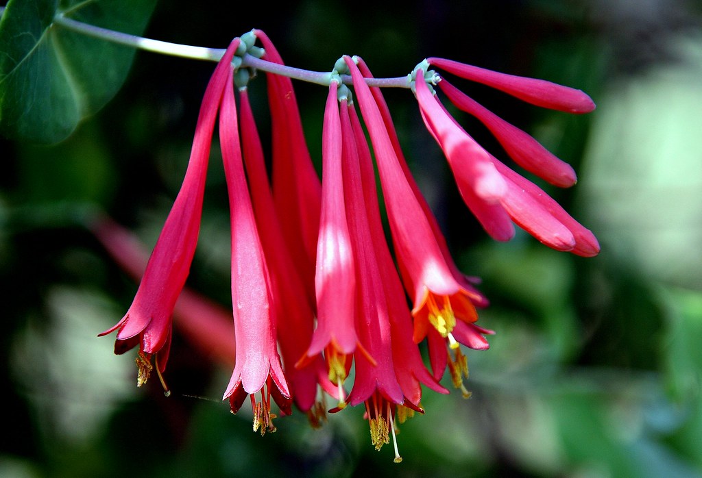 Red Trumpet Honeysuckle The Red Trumpet Honeysuckle (Lonic… Flickr