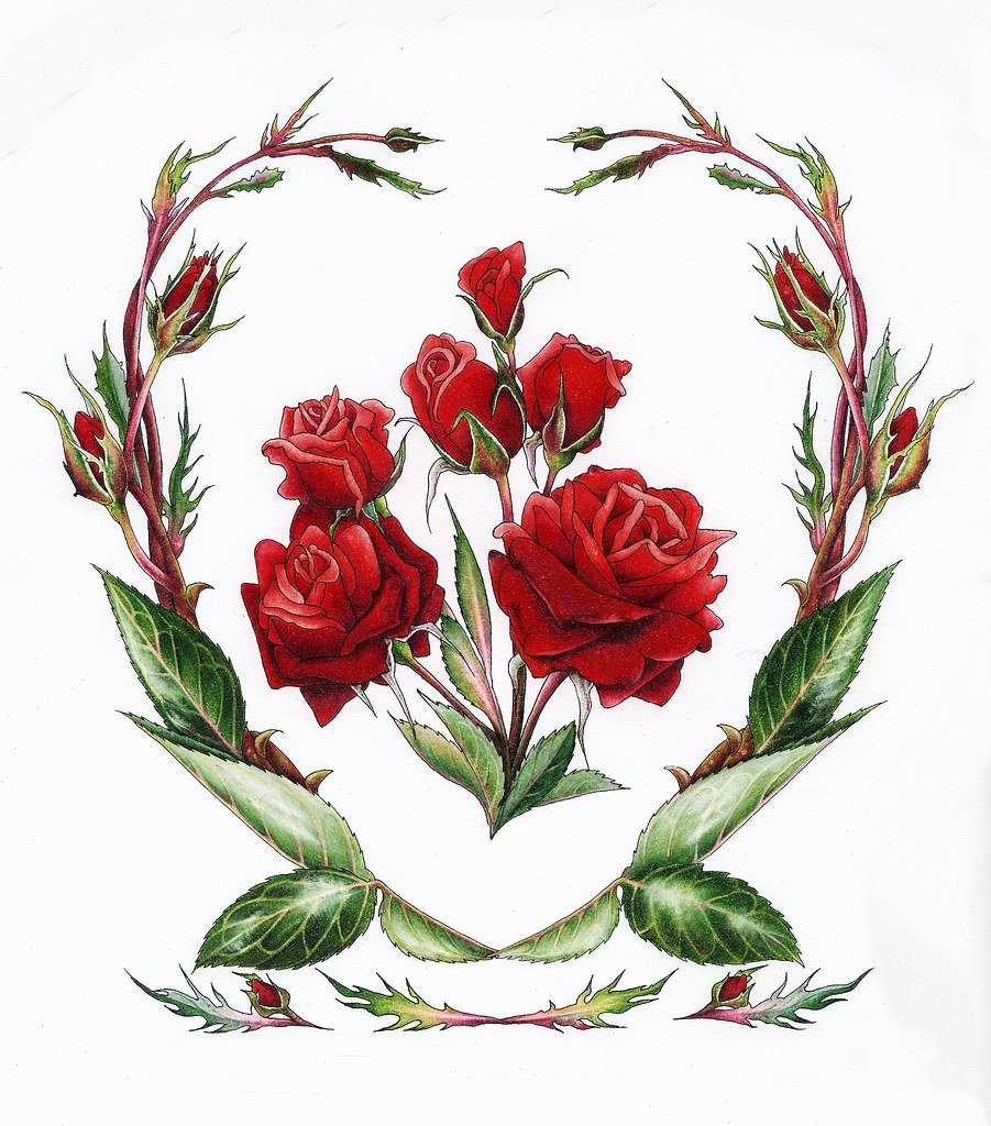Rose June Flower of the Month Red Roses by Myrea Pettit … Flickr