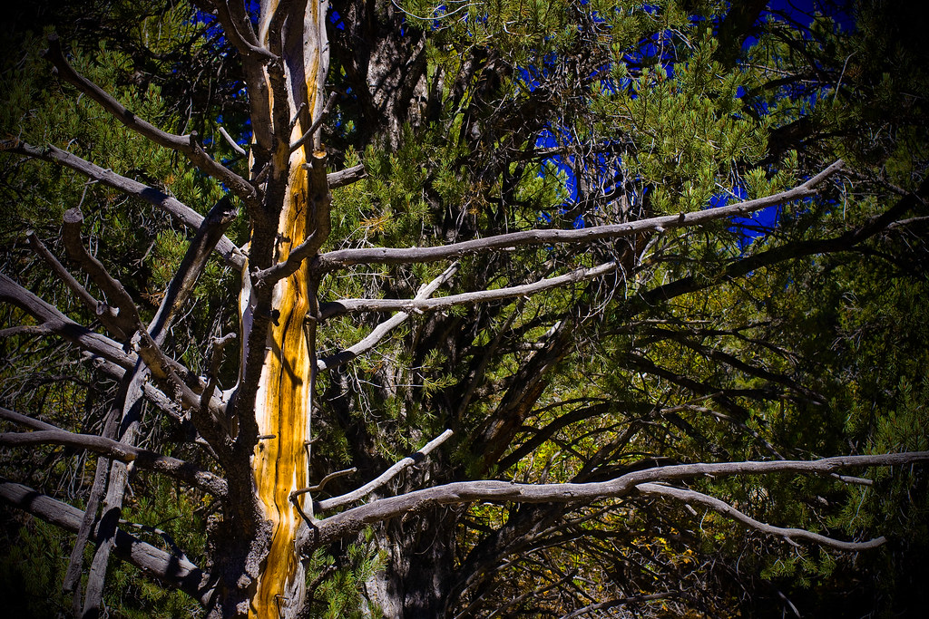 Dixie National Forest In Dixie National Forest, near Cedar… Flickr