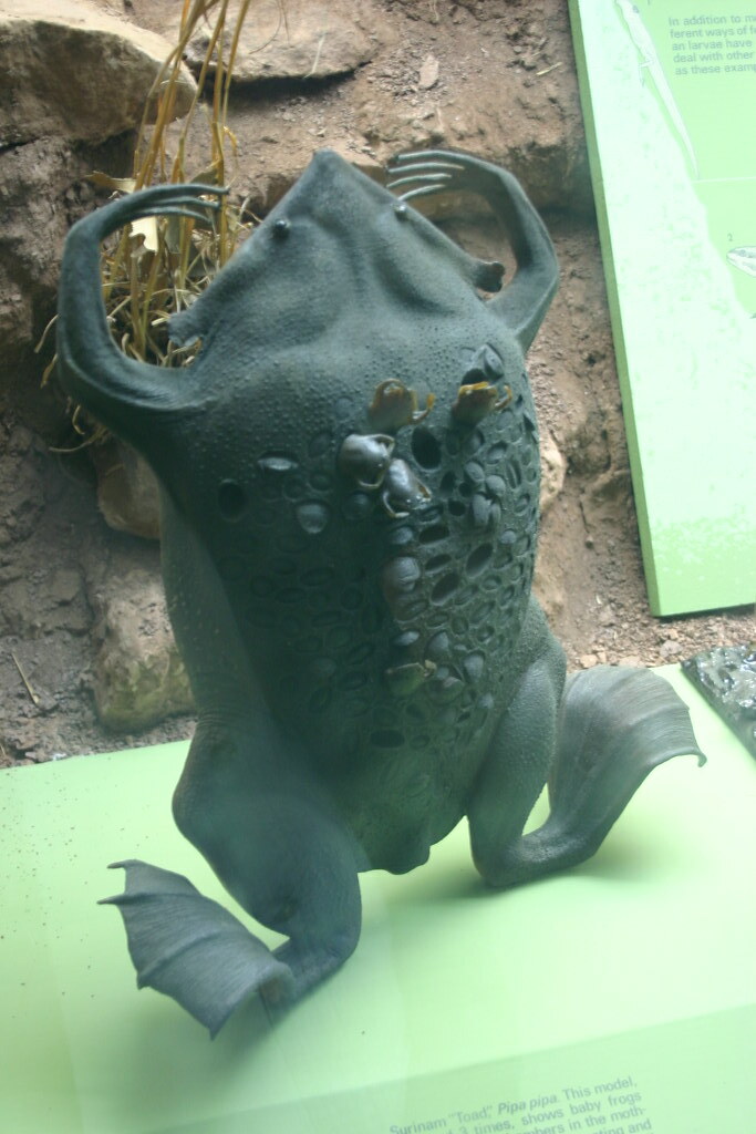 Surinam Toad with baby frogs emerging from its back Flickr