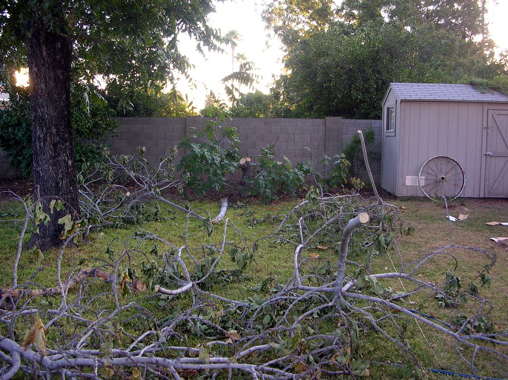 Fig tree cut down Marty52 Flickr