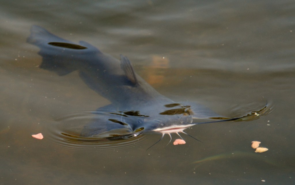 Catfish Hungry catfish eat cat food! Christy Raining Crafts