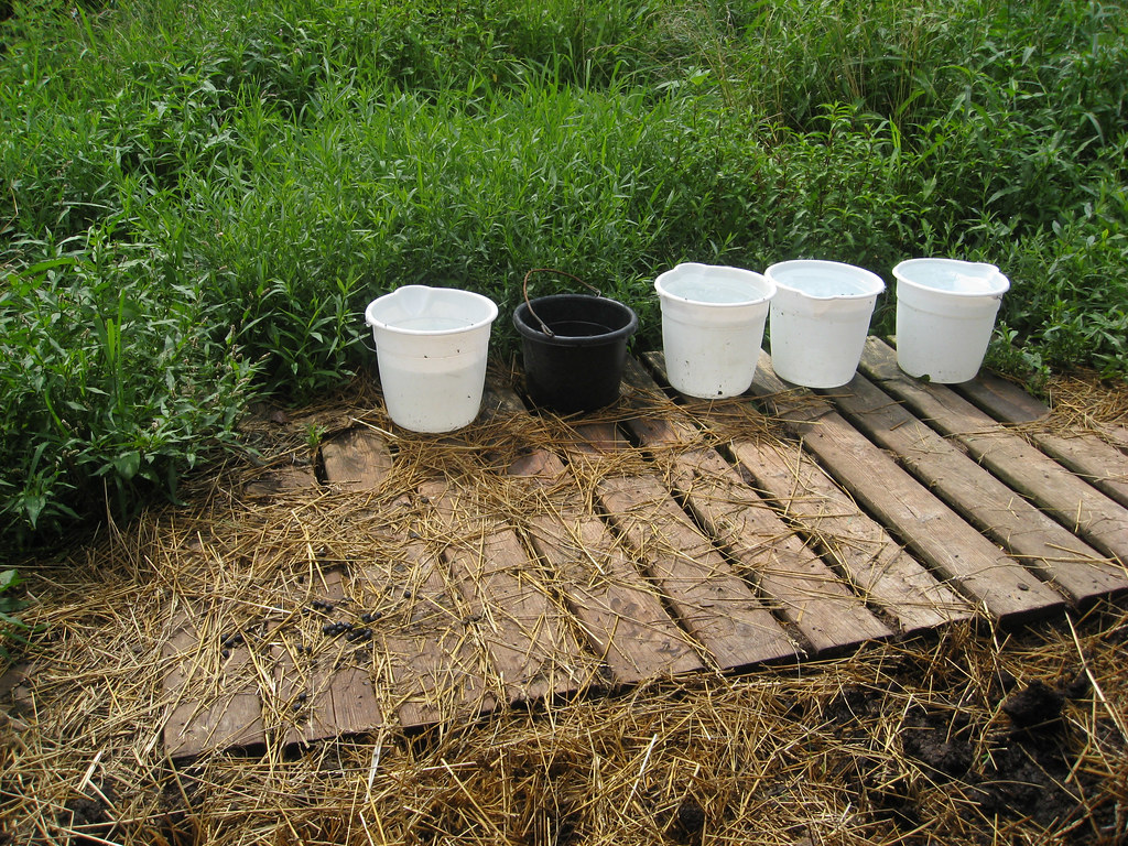 Water buckets On this dairy goat farm, the goats prefer to… Flickr