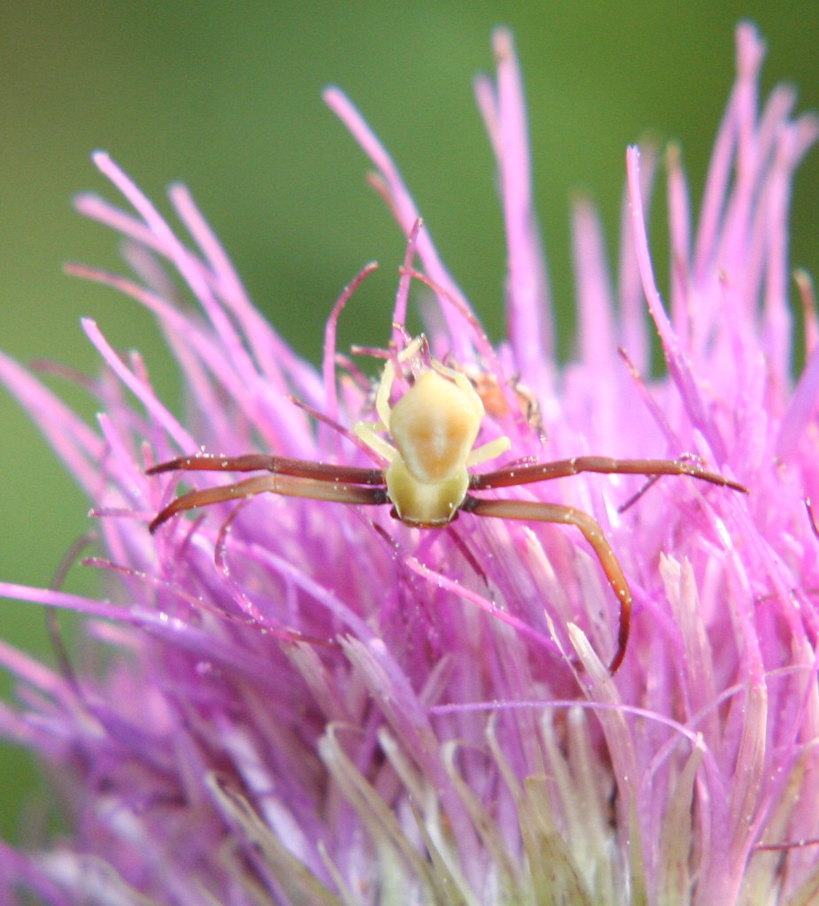 Orange Crab Spider a photo on Flickriver