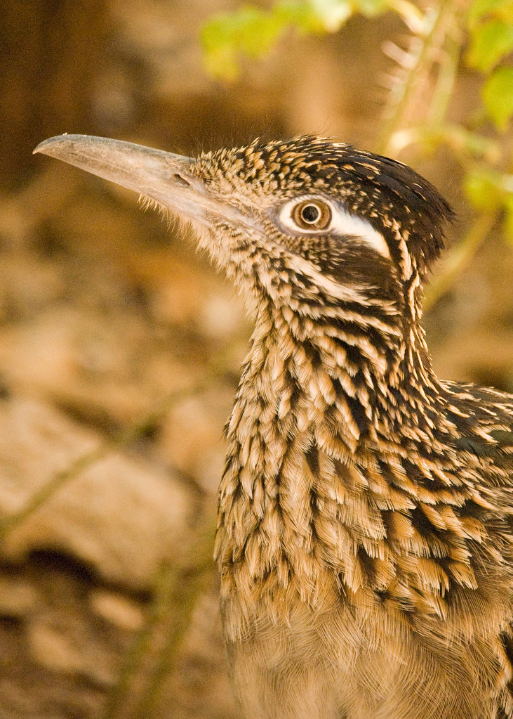 Roadrunner Portrait Captured at the Aviary Exhibit at the … Flickr