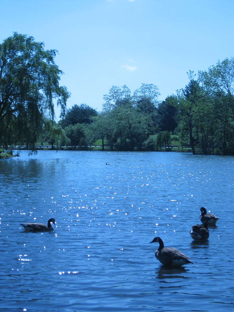 Geese At the duck pond in Blacksburg. Roxanne Maelstrom Flickr