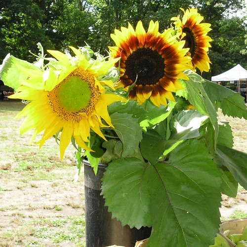 Farmers' Market Sunflowers Farmers' Market Sunflowers Flickr