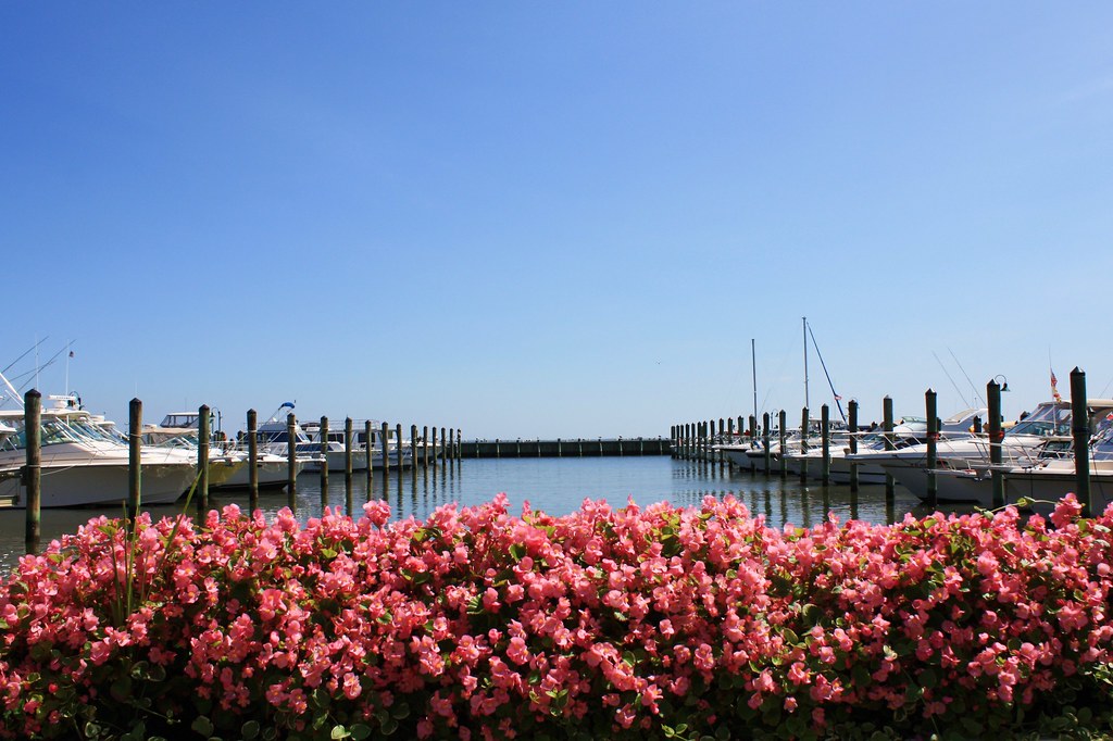 Chesapeake Beach Flowers Pink flowers by the marina in Che… Flickr