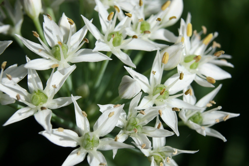 Chives my chives are blooming! Robin Flickr