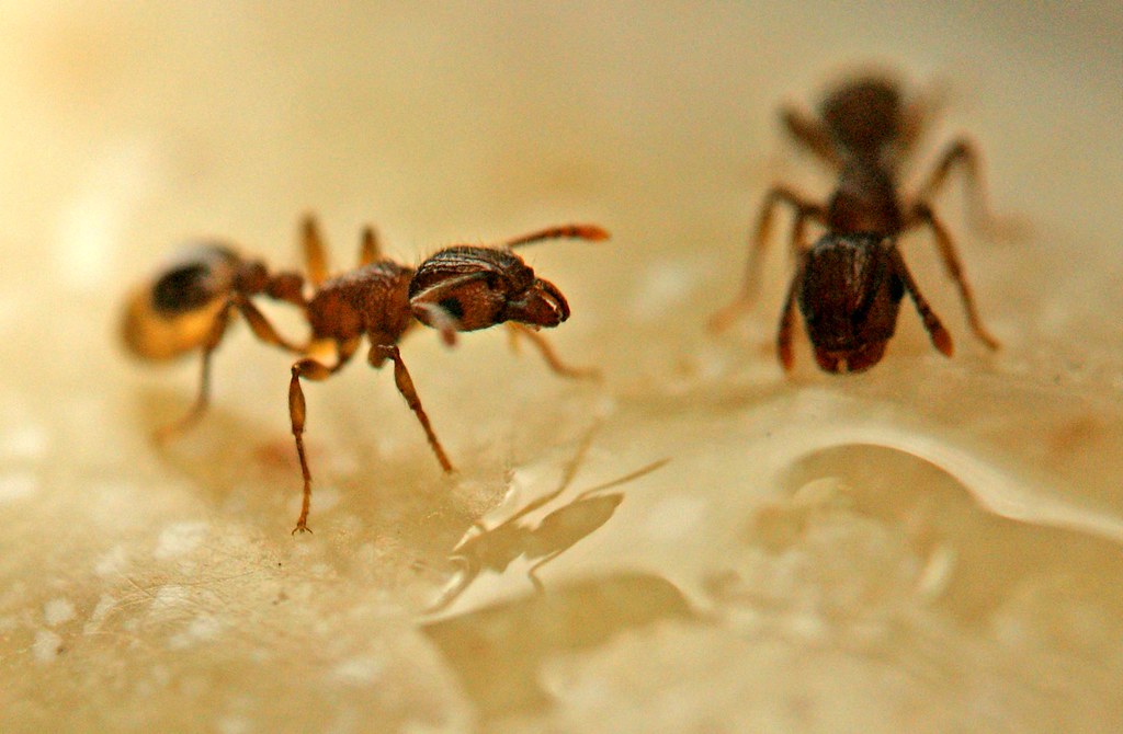 DSC02158 Didn't know ants have cutesy hair on their heads … Flickr