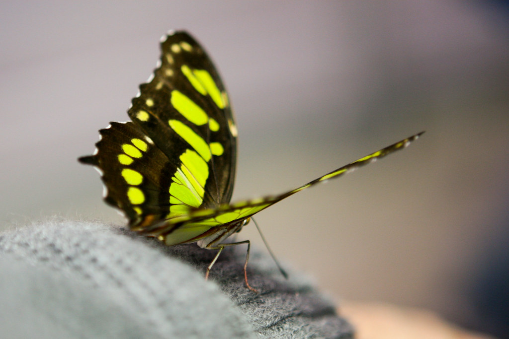 butterfly according to one of the guides, i killed the but… Flickr