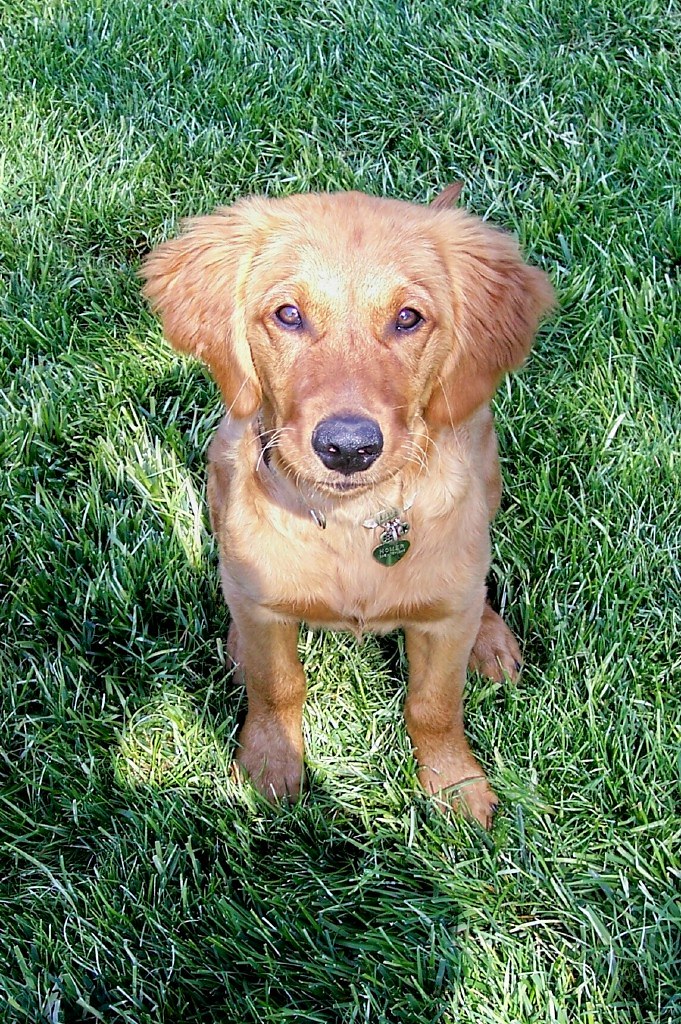 Homer 4 months Homer staring into the camera, Wolverine Dog