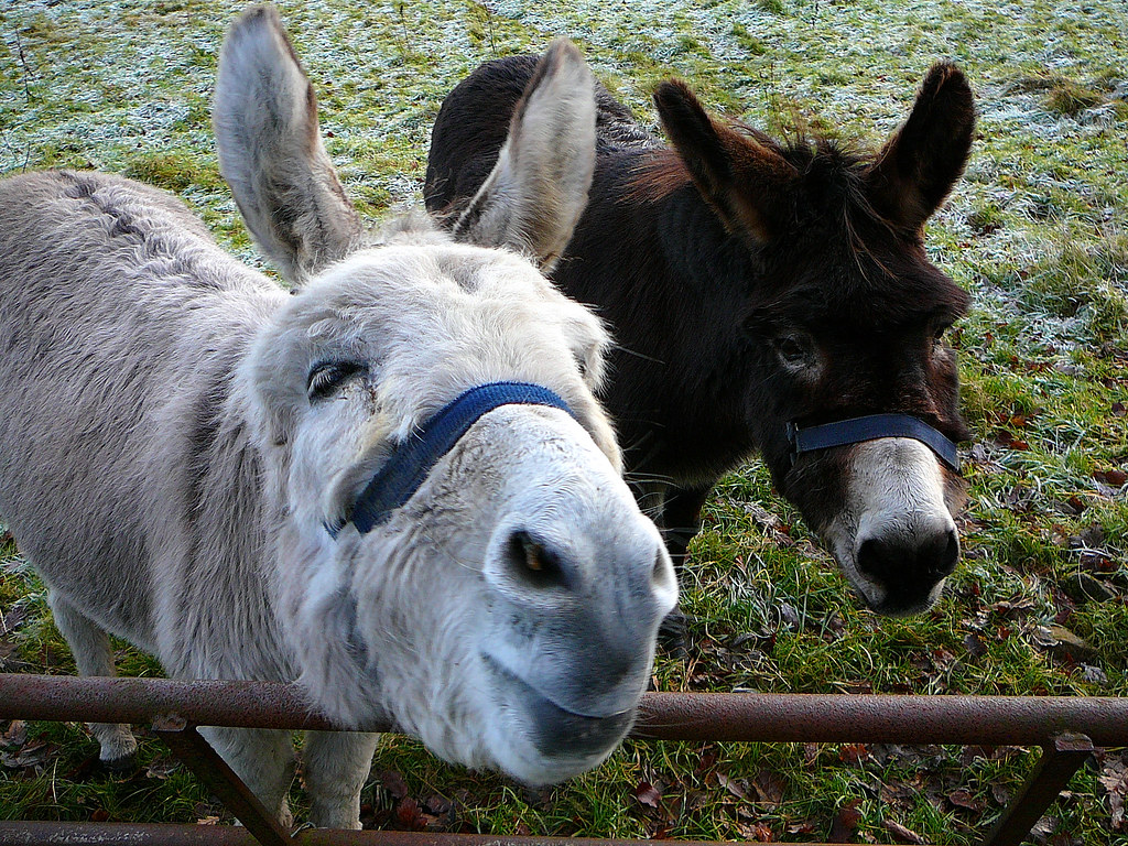 Donkeys in Buckley Lane, Mount Tabor, Halifax Tim Green Flickr