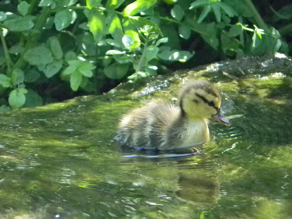 Picture 100 Gary West Flickr