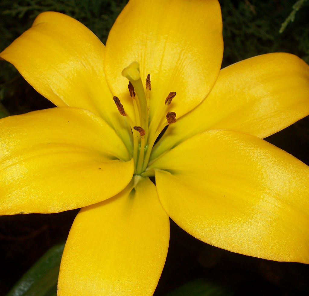 Lovely Lily Blythe Ireland Flickr