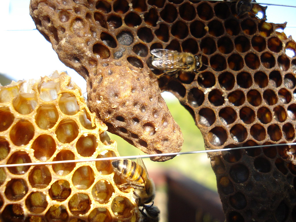 Queen Cell 041508 Capped queen cell from hive removal … Flickr