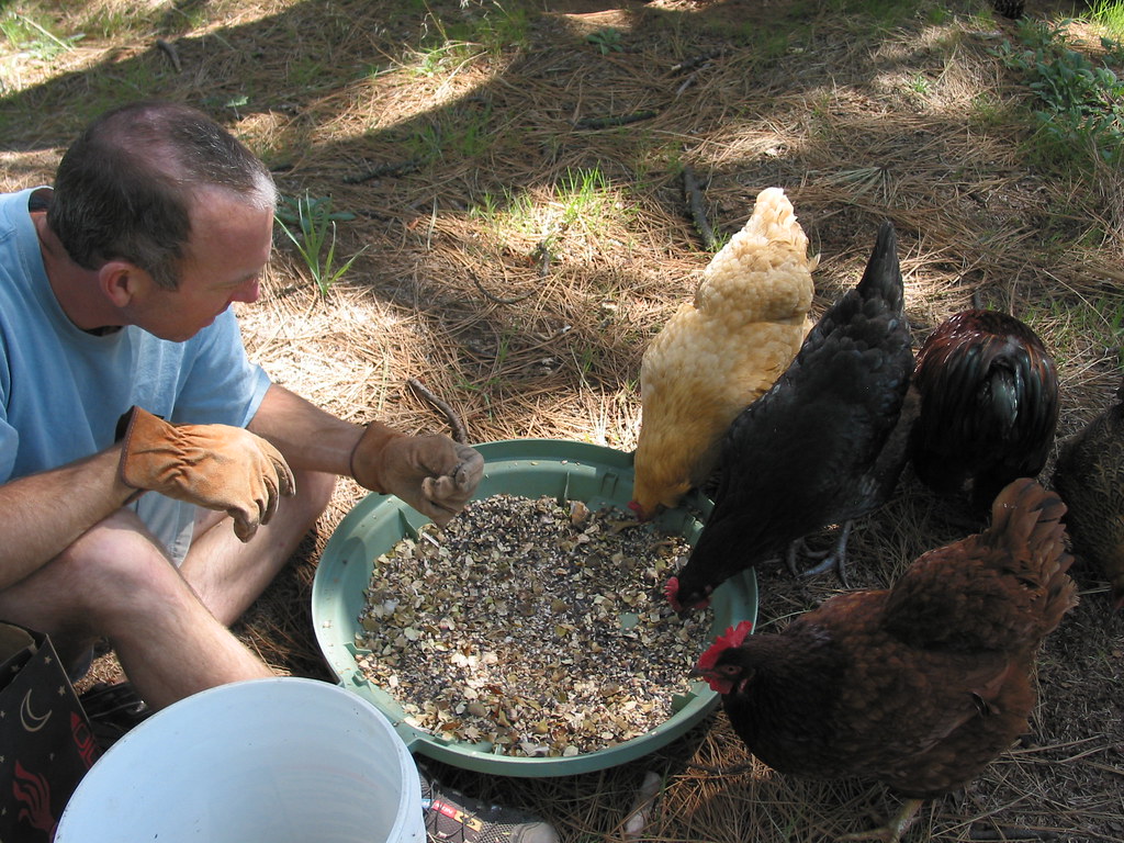 chickens savouring sunflower seeds sierravalleygirl Flickr
