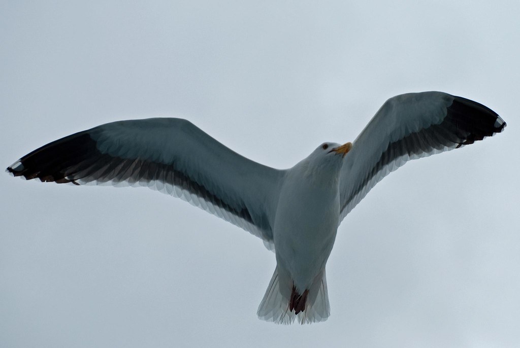 Gull in flight 9 of 32 Today we went on a whale watching … Flickr