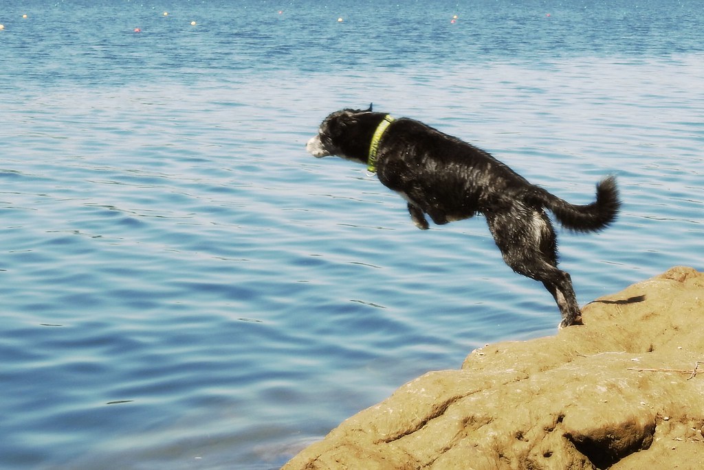 Go! Dog jumping into a lake. Eric Sonstroem Flickr