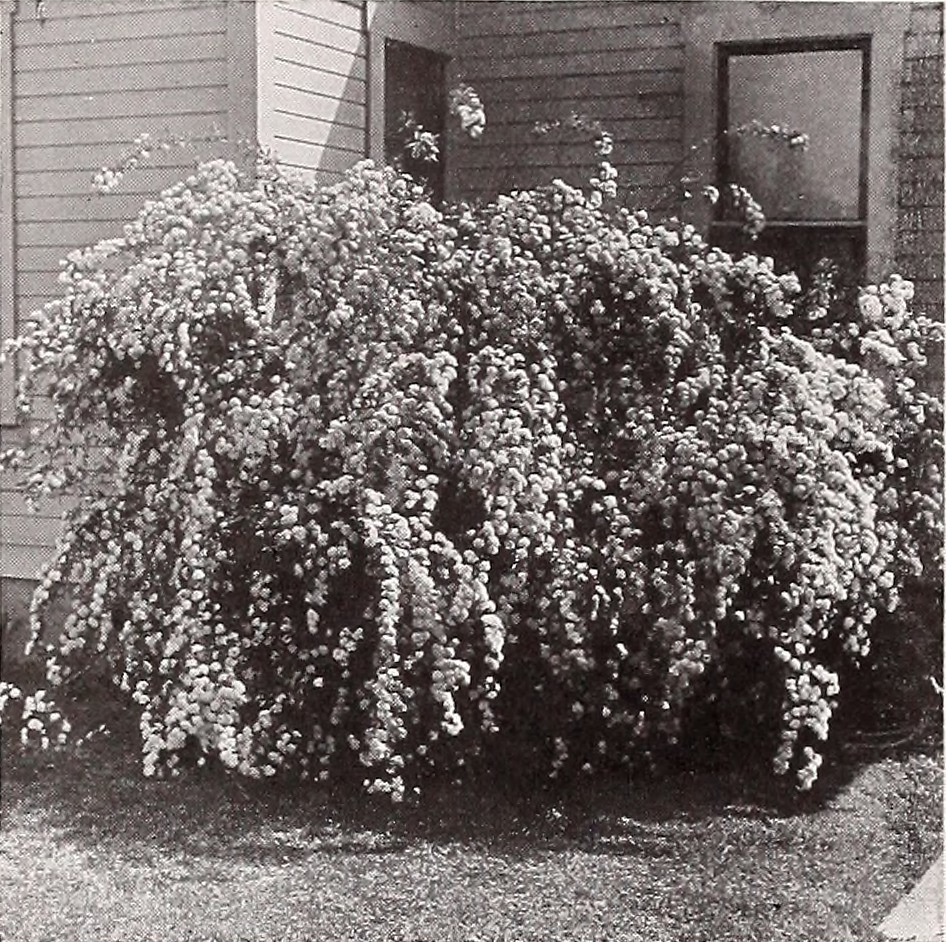 Image from page 45 of "Armstrong Nurseries" (1928) Flickr