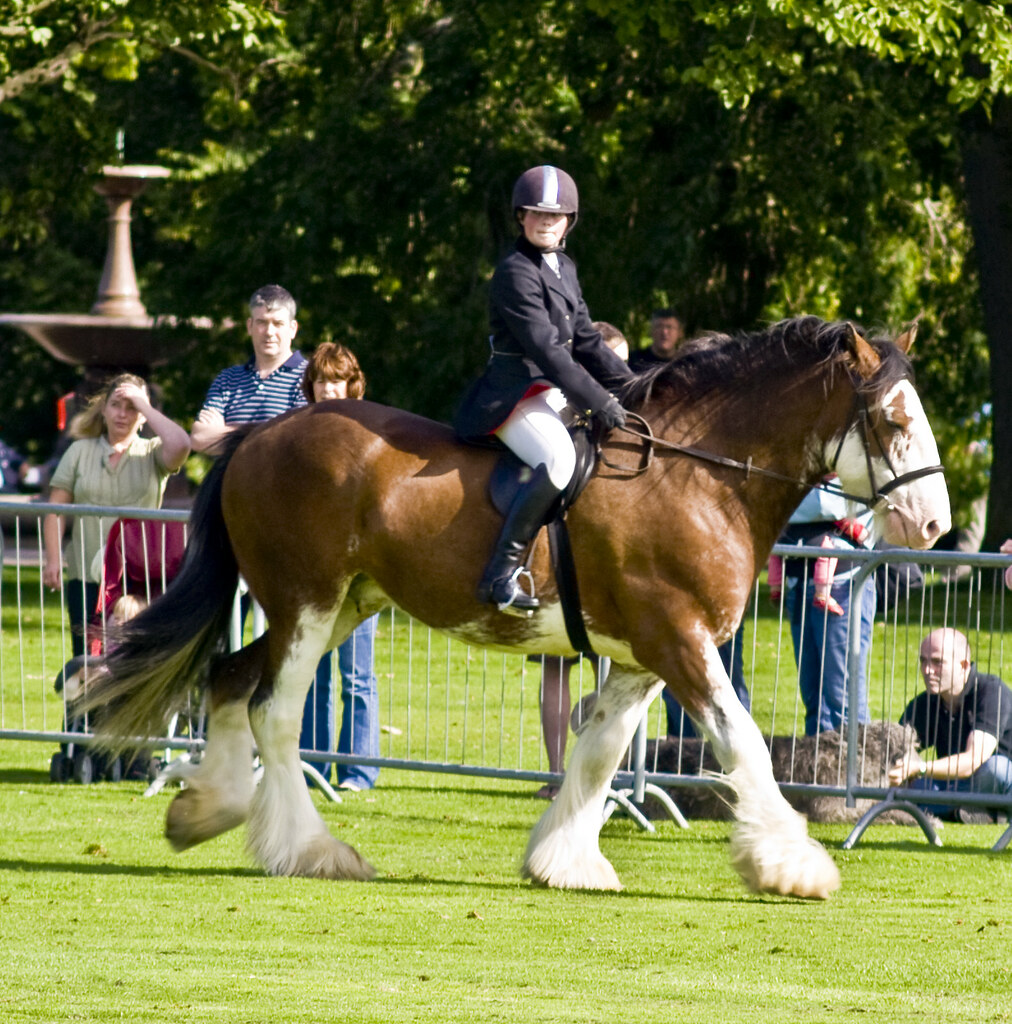 Clydesdale Horse Show MussoMan Flickr